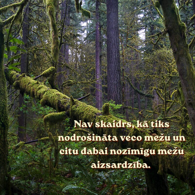 Nav skaidrs, kā tiks nodrošināta veco mežu un citu dabai nozīmīgu mežu aizsardzība.