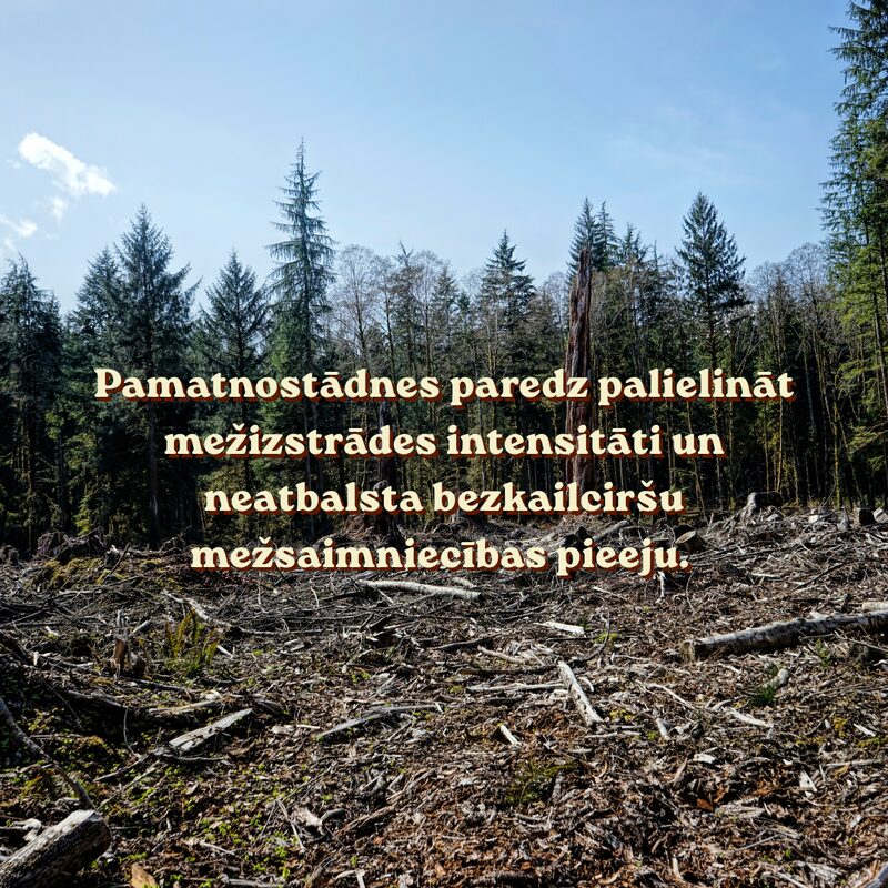 Pamatnostādnes paredz palielināt mežizstrādes intensitāti un neatbalsta bezkailciršu mežsaimniecības pieeju.
