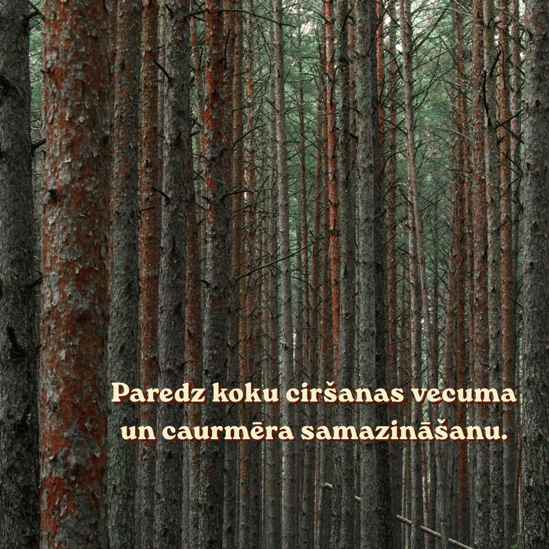 Paredz koku ciršanas vecuma un caurmēra samazināšanu.